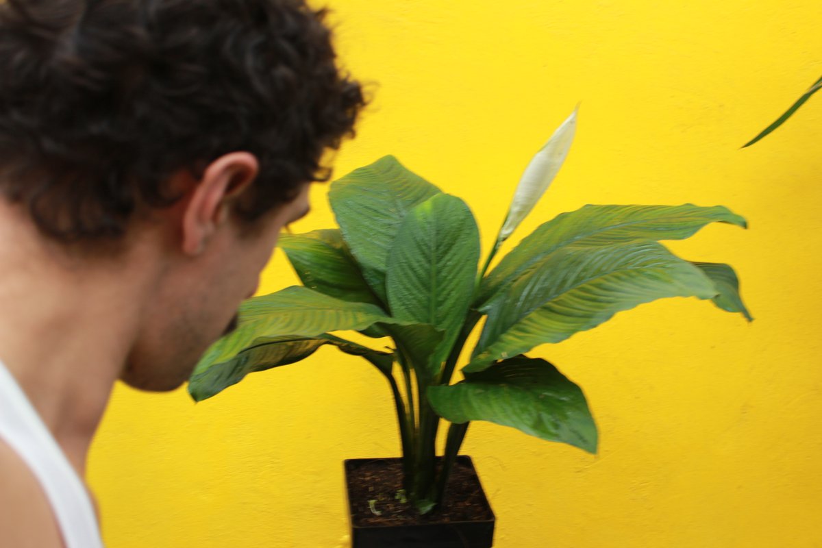 Sesión de fotos con Spathiphyllum en Tienda Verde
